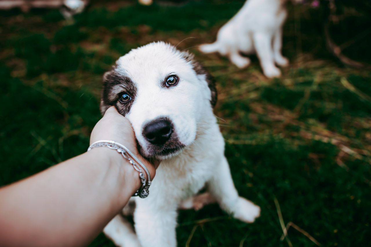 How to Train a Puppy: A Practical Guide for Easy Daily Routine